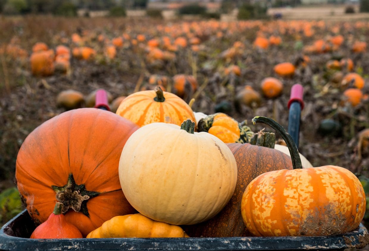 Seasonal Sourcing October Foodbuy Canada
